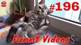 Подборка лучших видео приколов YOUTUBE #196