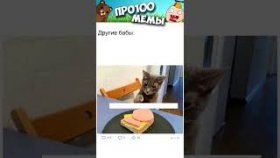 Мемы с котиками на 24 февраля