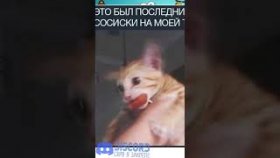 Мемы про котиков на 8 декабря