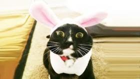 СМЕШНЫЕ КОТЫ И КОШКИ 2017 Подборка Животные Funny Animals Cute Pets