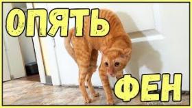 СМЕШНЫЕ КОТЫ ПРИКОЛЫ С КОТАМИ ТОПовая подборка 2016 ПРИКОЛЫ С КОШКАМИ FUNNY CATS Смешные моменты