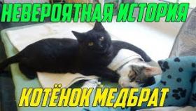 Котенок лечит и спасает других зверей
