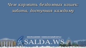 Чем кормить бездомных кошек: забота, доступная каждому