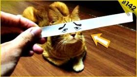 Смешные коты и кошки 2019 Приколы с котами с озвучкой Funny Cats
