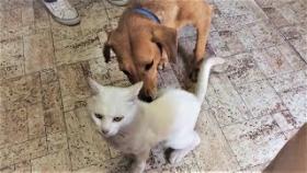 Приколы с животными смешные собаки и кошки Приколы про животных смешные животные