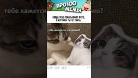Мемы с котами на 7 декабря 2022