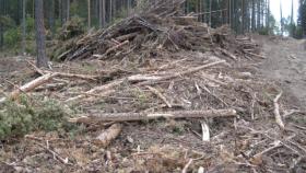 Арендаторы леса оштрафованы за нарушение правил пожарной безопасности в лесах