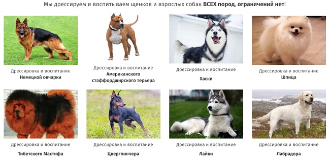 daj-lapu.com - школа воспитания и дрессировки собак в Екатеринбурге