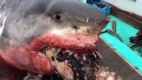 5 шокирующих находок в желудках акул
