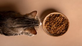 Какой корм плох для кошек?