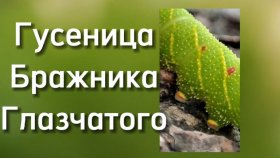 Крупная зелёная гусеница бражника глазчатого с рогом на хвосте