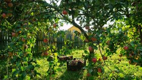 Плодовые деревья в саду: двойная красота и польза