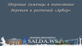 Здоровые саженцы в питомнике деревьев и растений «Арбор»