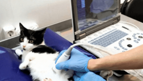 Разница между УЗИ и рентгеном: как выбрать подходящий метод диагностики