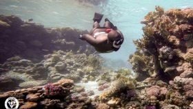 Углубись подводный мир — вселенную фридайвинга!