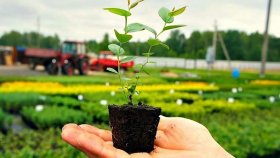 Питомник деревьев и растений «Арбор» в Подмосковье – ваш достойный выбор для заказа посадочного материала